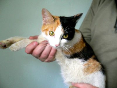 Лот: 7645930. Фото: 1. Трехцветная кошечка-подросток... Кошки, котята