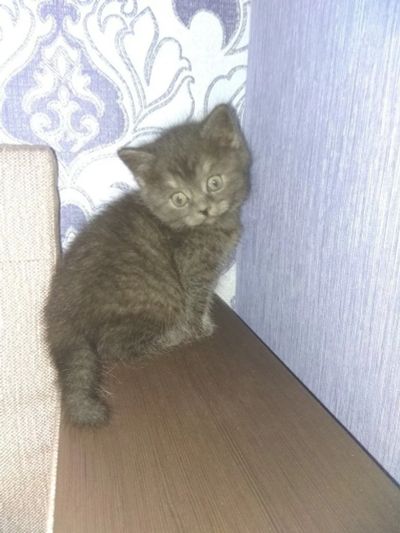 Лот: 9579113. Фото: 1. Чистокровные британские котята. Кошки, котята