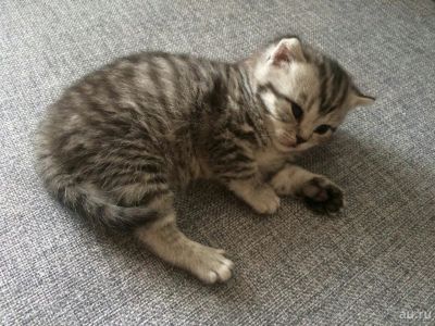 Лот: 9011763. Фото: 1. котята чистокровные британцы. Кошки, котята