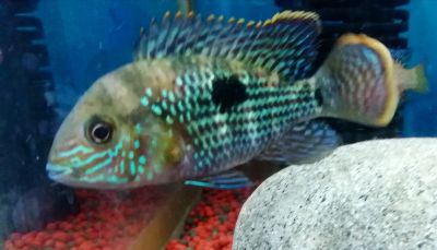 Лот: 16105079. Фото: 1. Акара бирюзовая (Andinocara rivulatus... Рыбки