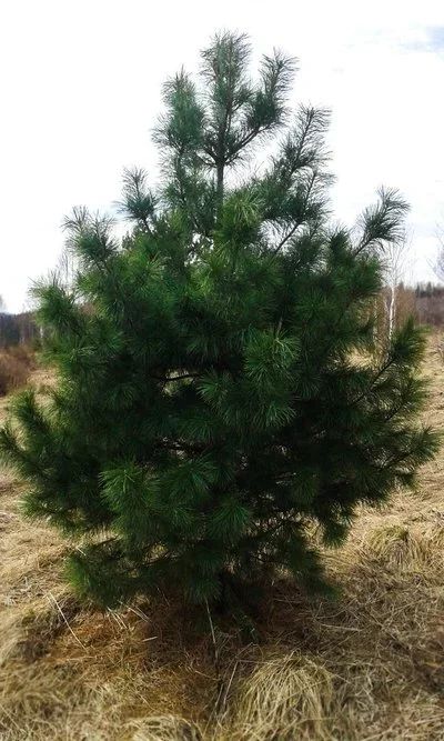 Лот: 17235169. Фото: 1. Саженцы хвойных пород деревьев... Декоративные кустарники и деревья