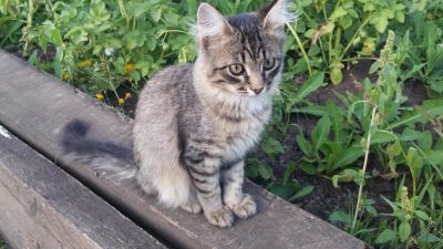 Лот: 5734586. Фото: 1. Пушистый котенок, кошечка. Кошки, котята