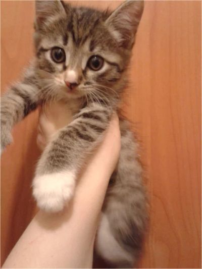Лот: 7078704. Фото: 1. Остался один котенок! (мама -... Кошки, котята
