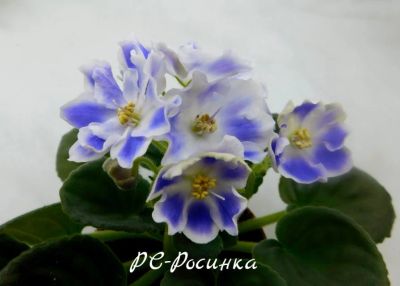 Лот: 5875895. Фото: 1. Фиалка сортовая РС-Росинка(детка... Горшечные растения и комнатные цветы