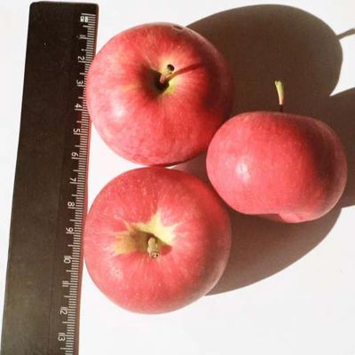 Лот: 22171979. Фото: 1. Саженцы яблоня Заветное (сладкая... Фрукты и орехи