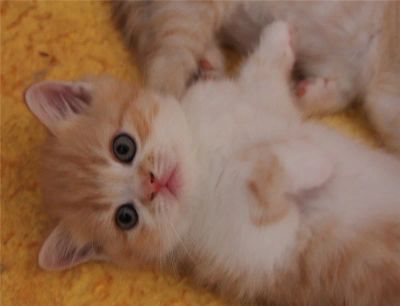 Лот: 4425515. Фото: 1. Шотландский прямоухий котенок... Кошки, котята