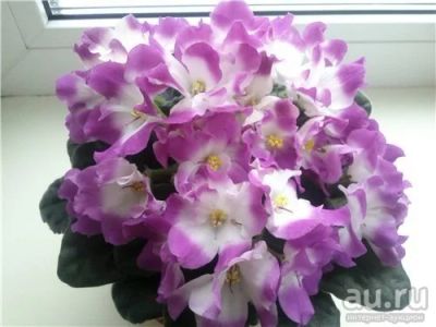 Лот: 10333872. Фото: 1. Фиалка Octavia (Foster). Горшечные растения и комнатные цветы