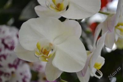 Лот: 2541536. Фото: 1. Орхидеи, Луковицы. Горшечные растения и комнатные цветы