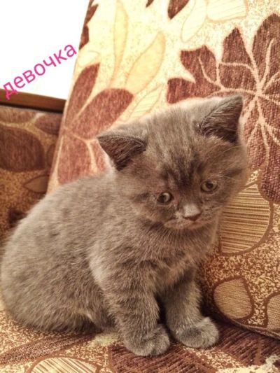 Лот: 7401346. Фото: 1. Британская. Кошки, котята