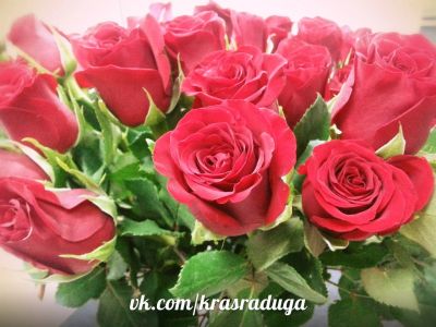 Лот: 6378222. Фото: 1. 43 розы из Голландии - 2150 рублей. Свежие цветы