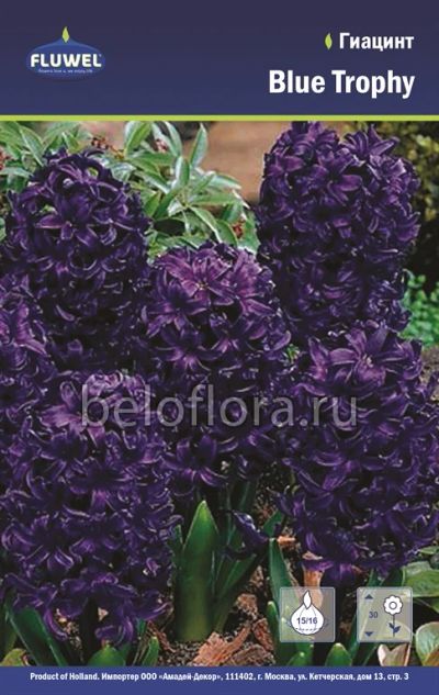 Лот: 6195746. Фото: 1. Гиацинт Blue Trophy. Луковица. Другое (семена, рассада, садовые растения)