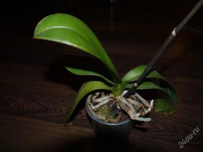 Лот: 1264303. Фото: 1. Орхидея фаленопсис. Горшечные растения и комнатные цветы