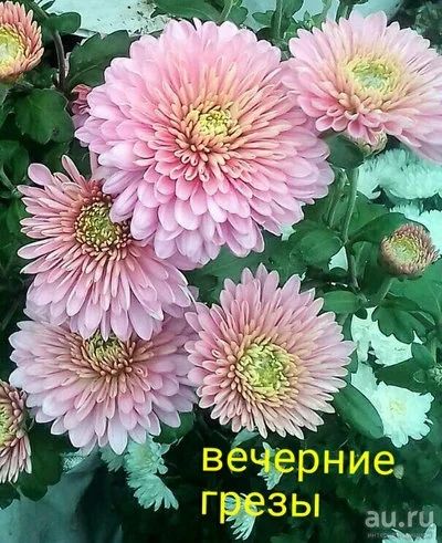Лот: 13271732. Фото: 1. Хризантемы Корейские Вечерние... Садовые цветы