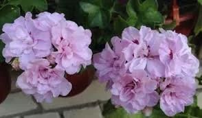 Лот: 13502984. Фото: 1. Пеларгония плющелистная Chiffon... Горшечные растения и комнатные цветы