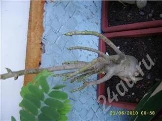 Лот: 434001. Фото: 1. адениум. Горшечные растения и комнатные цветы