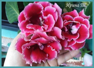 Лот: 14410372. Фото: 1. Глоксиния "Brocade Red" - срежу... Горшечные растения и комнатные цветы