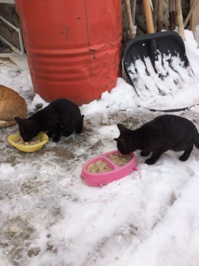 Лот: 14928653. Фото: 1. Котята. Кошки, котята