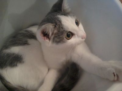 Лот: 3206542. Фото: 1. Милое создание!!. Кошки, котята