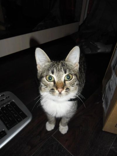 Лот: 3058592. Фото: 1. Маленькое счастье .. Кошки, котята