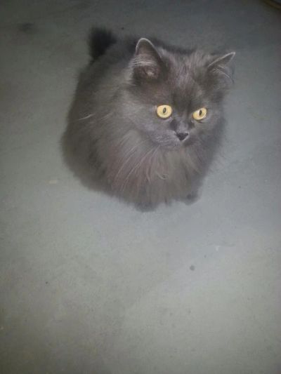 Лот: 5836568. Фото: 1. Отдадим в добрые руки взрослого... Кошки, котята