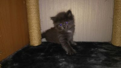 Лот: 8707300. Фото: 1. Отдам котят в хорошие и добрые... Кошки, котята