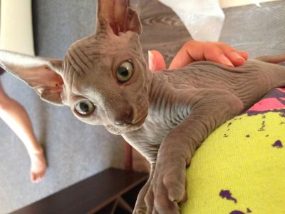Лот: 4258681. Фото: 1. котенок Канадский Сфинкс - 1,5... Кошки, котята