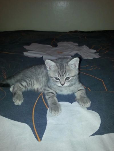 Лот: 6997212. Фото: 1. Срочно отдам шикарных британских... Кошки, котята