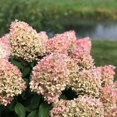 Лот: 20006721. Фото: 1. Гортензия метельчатая Пинкачу. Садовые цветы