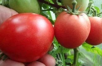 Лот: 10775492. Фото: 1. Рассада томата "Демидов" - без... Овощи