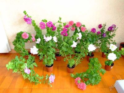 Лот: 848421. Фото: 1. Цветущая Петуния - Крупные Кусты. Другое (семена, рассада, садовые растения)
