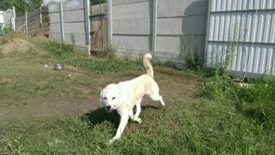 Лот: 10026066. Фото: 1. Вязка. Собаки, щенки