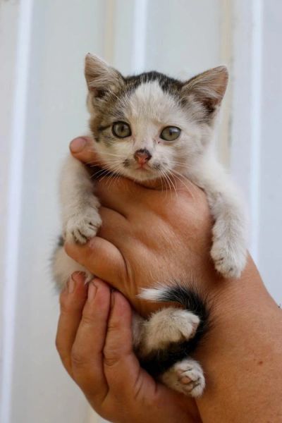 Лот: 8091358. Фото: 1. котята ... Кошки, котята