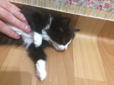 Лот: 8700744. Фото: 1. Отдам котят (котенок, котята). Кошки, котята