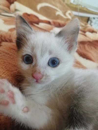 Лот: 16476489. Фото: 1. Отдам котенка в добрые руки. Доставка... Кошки, котята