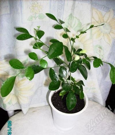 Лот: 551462. Фото: 1. Мурайя 1. Горшечные растения и комнатные цветы