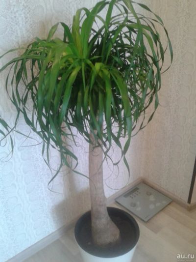 Лот: 9723139. Фото: 1. нолина детка. Горшечные растения и комнатные цветы
