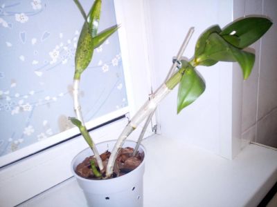 Лот: 11341488. Фото: 1. Орхидея дендрофаленопсис взрослое. Горшечные растения и комнатные цветы