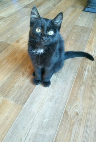 Лот: 12571251. Фото: 1. Отдам кота в хорошие руки.. Кошки, котята