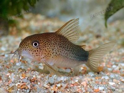 Лот: 10924984. Фото: 1. Коридорас симилис (Corydoras similis... Рыбки
