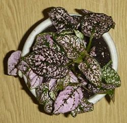 Лот: 4267012. Фото: 1. Гипоэстес — Hypoestes (молодое... Горшечные растения и комнатные цветы