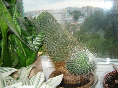 Лот: 416374. Фото: 1. Кактус1. Горшечные растения и комнатные цветы