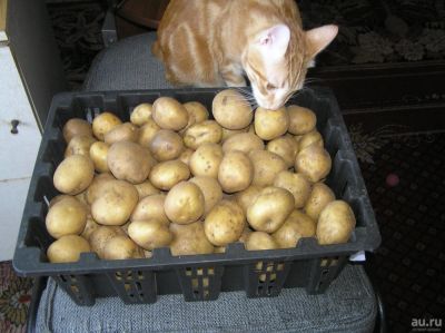 Лот: 9542373. Фото: 1. Картофель (картошка) Тимо семенной... Овощи