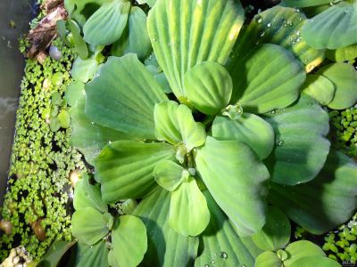 Лот: 14753313. Фото: 1. Пистия большой куст. Водные растения
