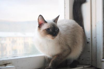 Лот: 6502982. Фото: 1. Красавица и умница - сиамка Лилит... Кошки, котята
