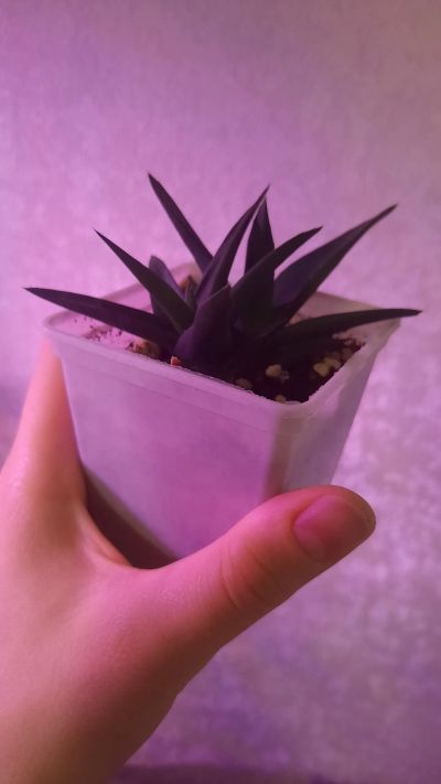 Лот: 23697783. Фото: 1. Алоэ black gem2. Горшечные растения и комнатные цветы