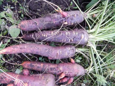 Лот: 2458131. Фото: 1. Фиолетовая морковь. Семена. Другое (семена, рассада, садовые растения)