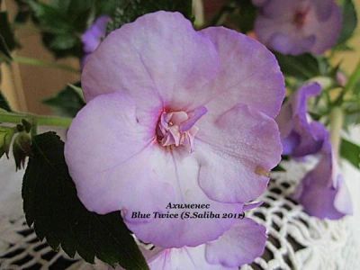 Лот: 9228288. Фото: 1. Ахименес blue twice. Горшечные растения и комнатные цветы