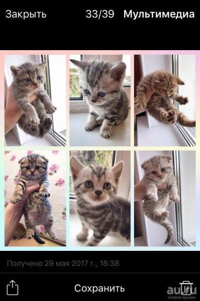 Лот: 9788309. Фото: 1. Вислоухие шотландские котята. Кошки, котята