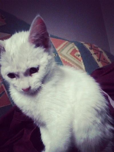 Лот: 4086503. Фото: 1. Котенок. Кошки, котята