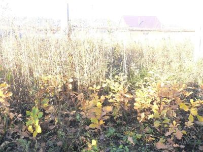 Лот: 2793485. Фото: 1. саженцы дубков, дубки, дубы. Другое (семена, рассада, садовые растения)